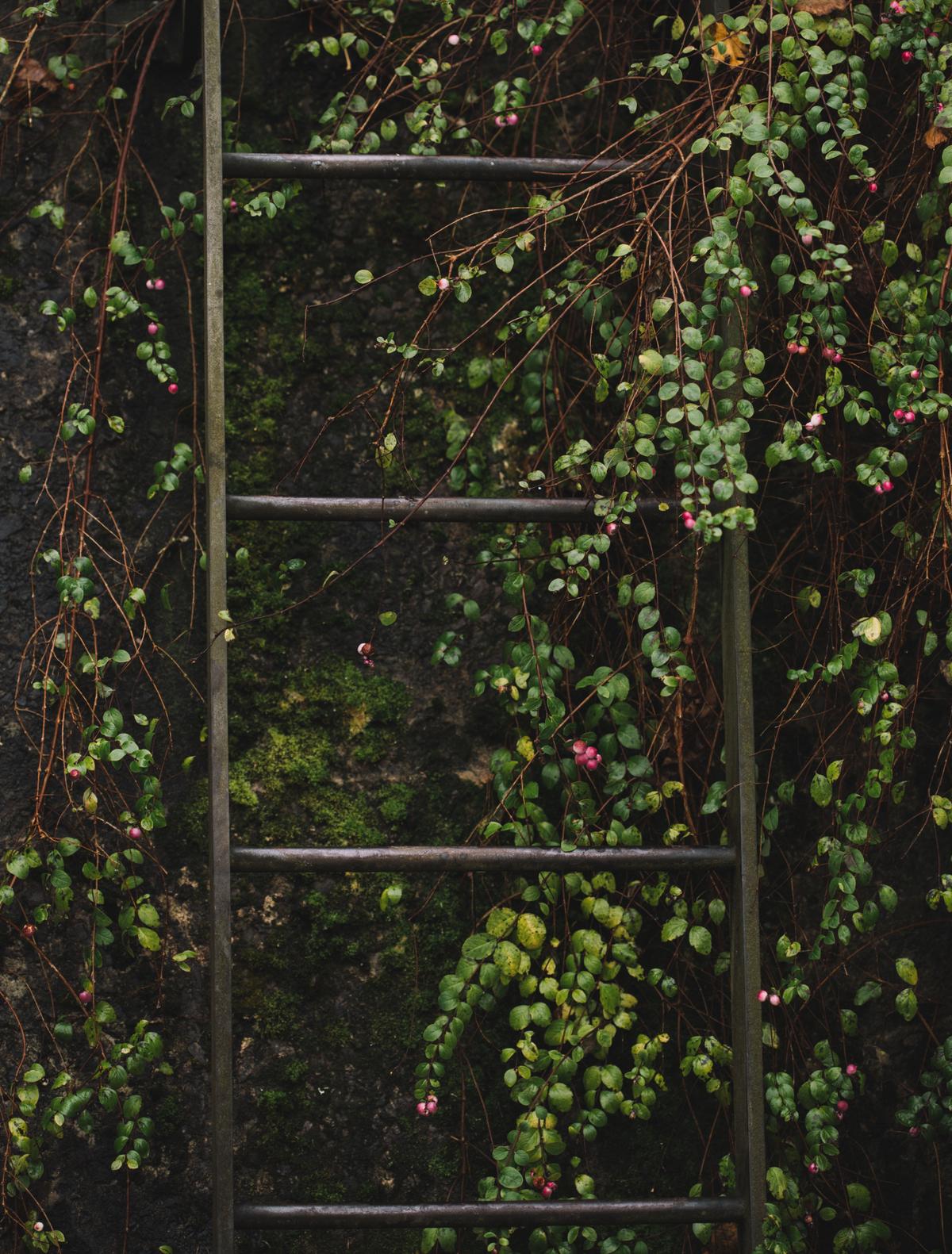 A green ladder in a valley filled with green flowers depicting snake and ladder game. 